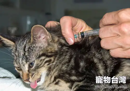 什麼是貓咪的三聯疫苗