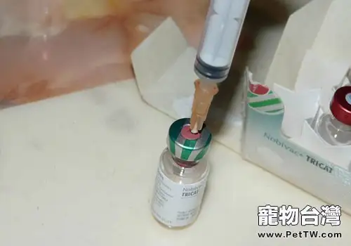什麼是貓咪的三聯疫苗(共2張圖片)-寵物台灣