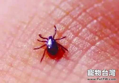 貓咪萊姆病的症狀及防治(共2張圖片)-寵物台灣