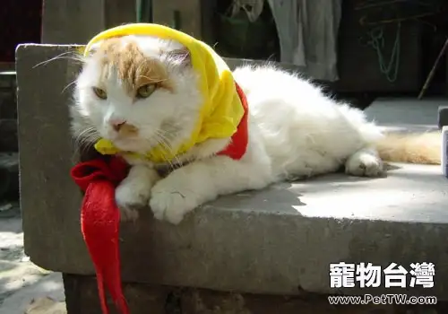 貓咪輸血的常識(共2張圖片)-寵物台灣