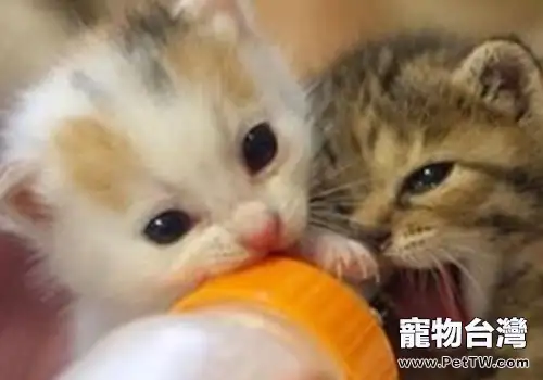 養貓誤區之幼貓餵奶