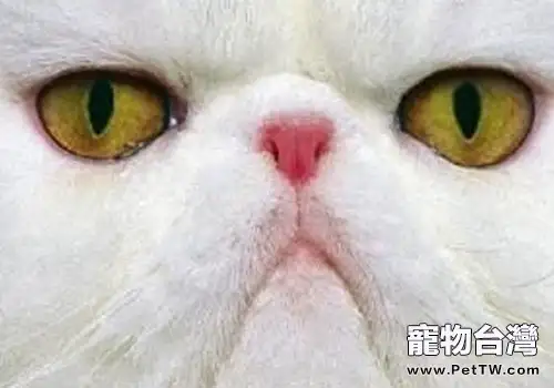 貓咪常見的眼部疾病及其治療