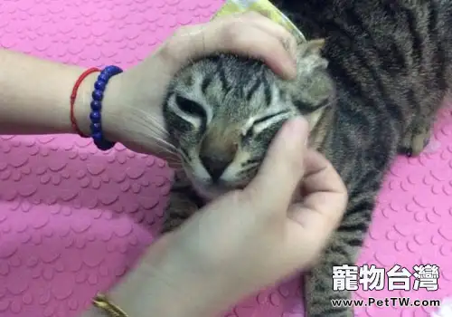 在家給貓咪清理眼睛的具體方法與步驟