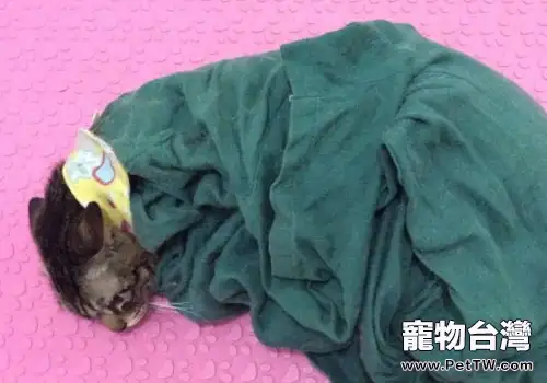 在家給貓咪清理眼睛的具體方法與步驟