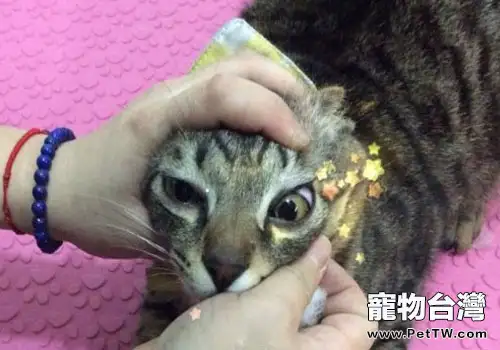 在家給貓咪清理眼睛的具體方法與步驟