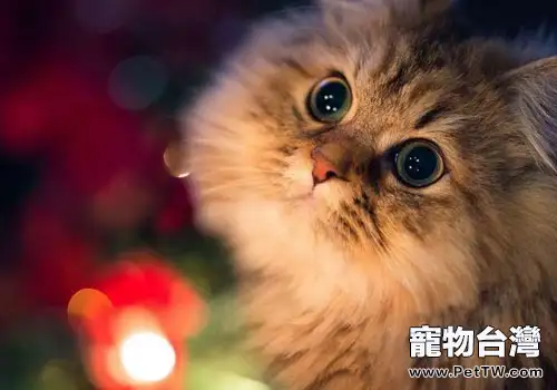 在家給貓咪清理眼睛的具體方法與步驟（共7張圖片）-寵物台灣