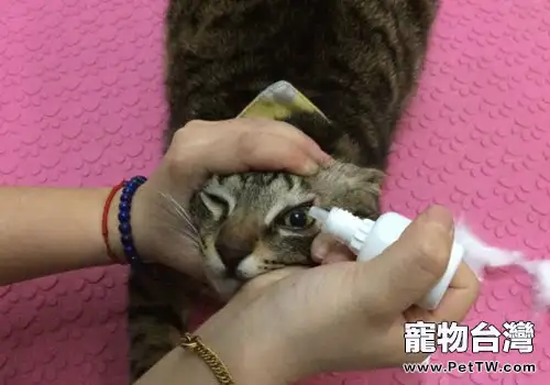 在家給貓咪清理眼睛的具體方法與步驟