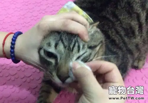 在家給貓咪清理眼睛的具體方法與步驟