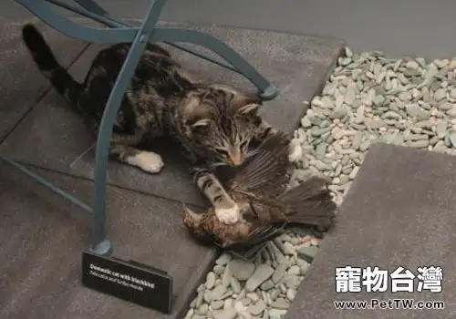 流浪貓——鳥兒的頭號殺手（共2張圖片）-寵物台灣