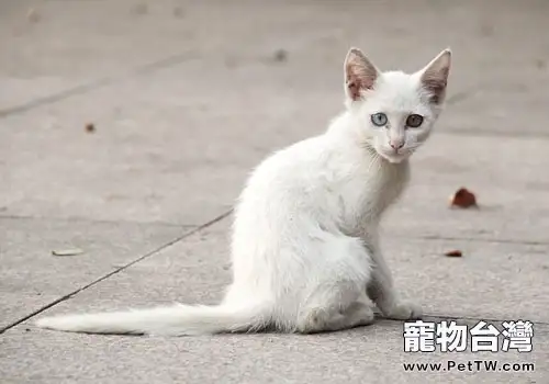 流浪貓——鳥兒的頭號殺手