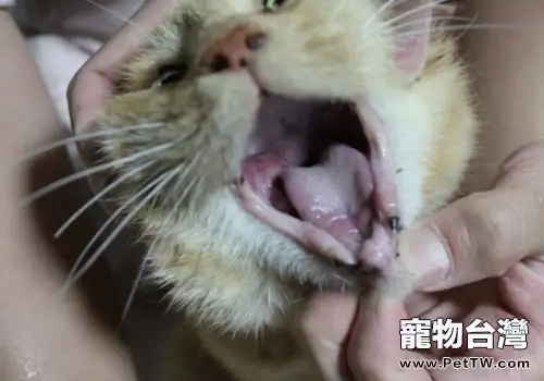 貓咪的皰疹病毒及其引起的口炎治療