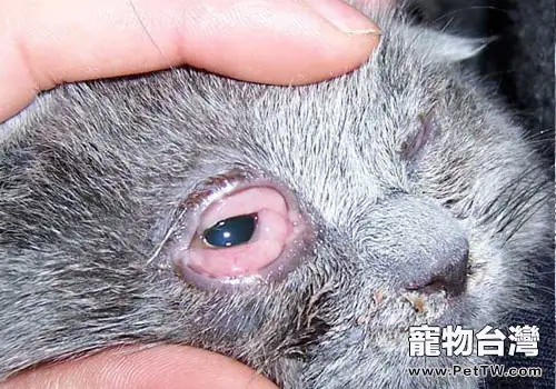 貓咪的皰疹病毒及其引起的口炎治療(共2張圖片)-寵物台灣
