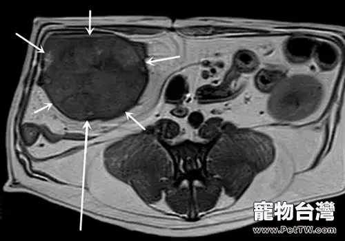 一些貓咪常見腫瘤病的表現