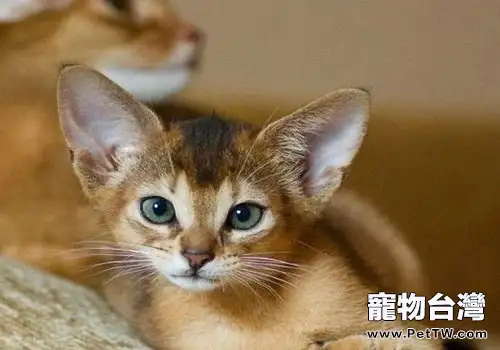  如何飼養阿比西尼亞貓