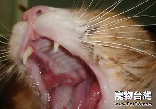 淺談貓咪的口腔潰瘍