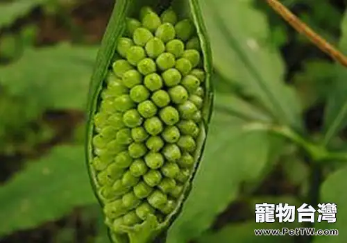 適宜貓咪止咳化痰的中藥(共3張圖片)-寵物台灣