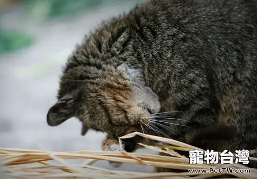 不要讓你的貓咪四處撿食