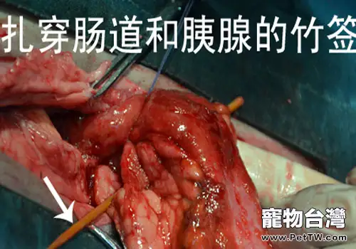 不要讓你的貓咪四處撿食