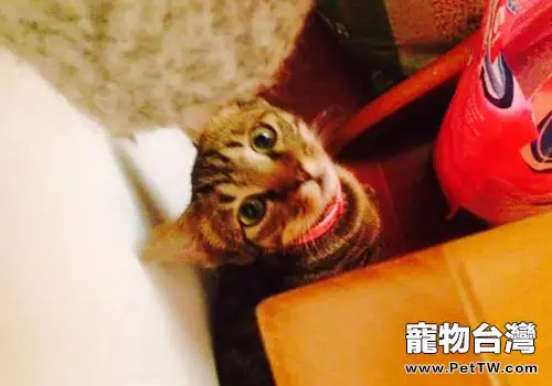 不要讓你的貓咪除跳蚤圈中毒