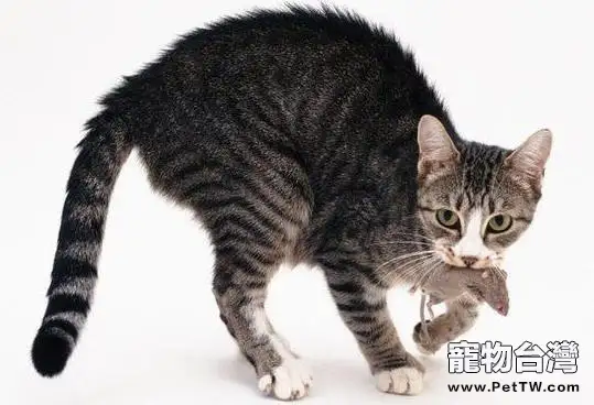 貓咪恐懼時候會有什麼表現（1圖）-寵物台灣
