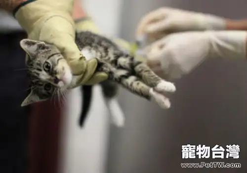 給貓咪手術麻醉的程序及注意事項(共3張圖片)-寵物台灣