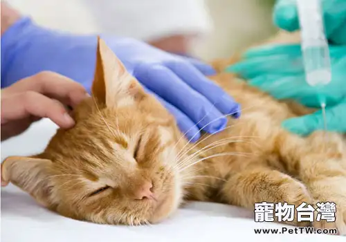 幾種需要帶貓咪去醫院的急症（一）