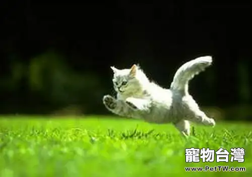 幾種需要帶貓咪去醫院的急症（一）