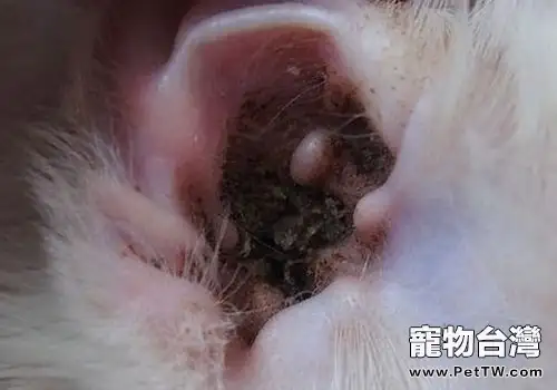 貓咪耳部疾病的預防