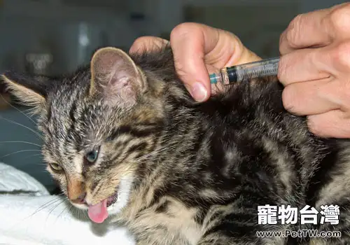 引起貓咪疫苗免疫失敗的原因（一）