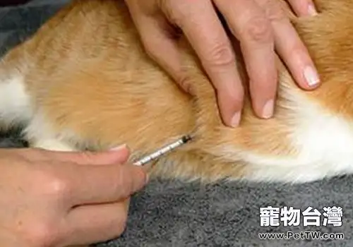 引起貓咪疫苗免疫失敗的原因（二）