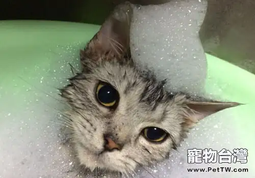 貓咪得皮膚病後的藥浴方法