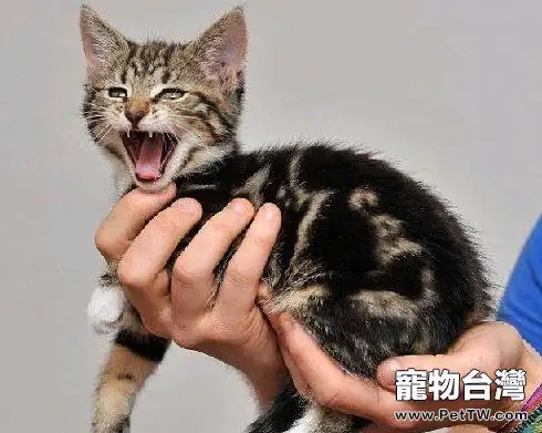 和貓咪一起玩遊戲的益處(1圖)-寵物台灣