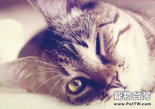 貓咪常見動作表情的解析(一) 貓咪常見動作表情的解析(一)