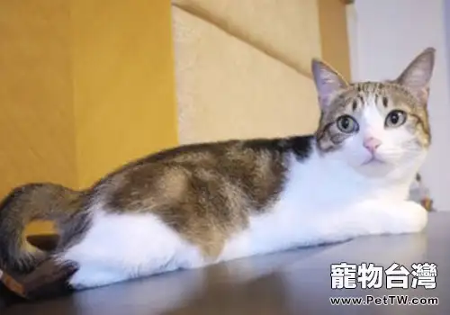 貓咪常見動作表情的解析(一)(共2張圖片)-寵物台灣