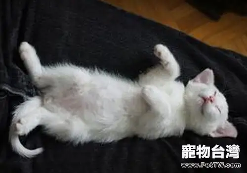 貓咪常見動作表情的解析（二）