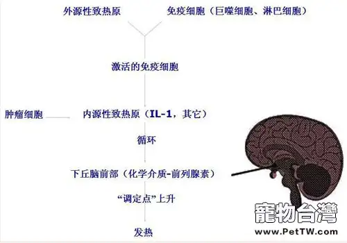 貓咪的無名高熱及體溫調節（一）