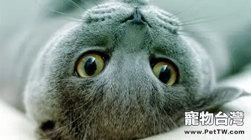 如何訓練死性不改型的貓咪(1圖)-寵物台灣