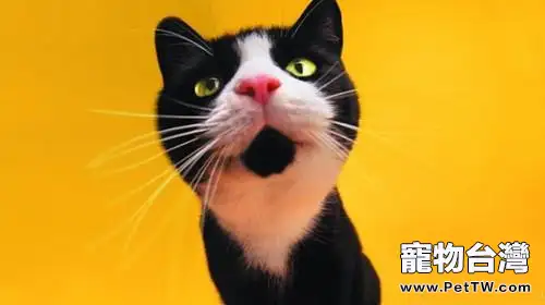 五個方法檢查貓咪口臭問題