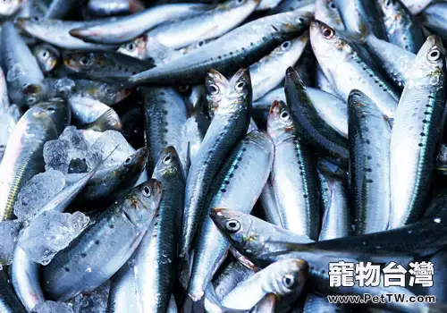 【美食攻略】自製貓咪的雞肉海魚飯