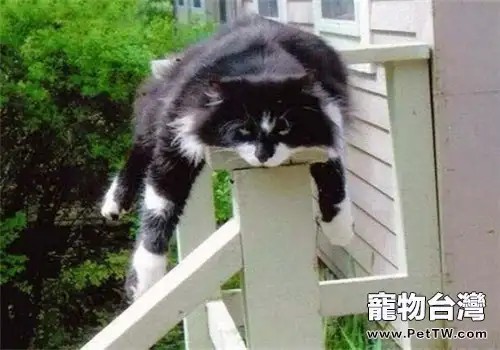 住高層的主人要注意防止貓咪墜樓
