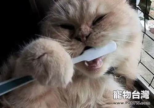 給貓咪刷牙的方法及用具須知（1圖）-寵物台灣