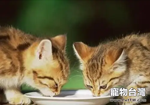 關於貓咪營養與餵食的一些問題（1圖）-寵物台灣