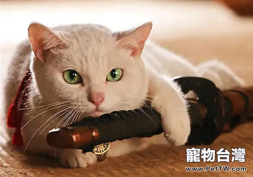 一些貓咪基本的訓練方式(1圖)-寵物台灣