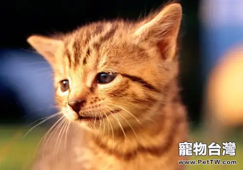 貓血巴爾通氏體病(1圖)-寵物台灣