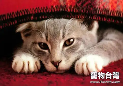 避免貓應激的方法(1圖)-寵物台灣