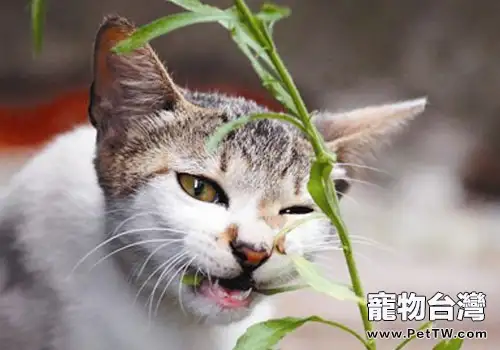 貓咪能吃的植物