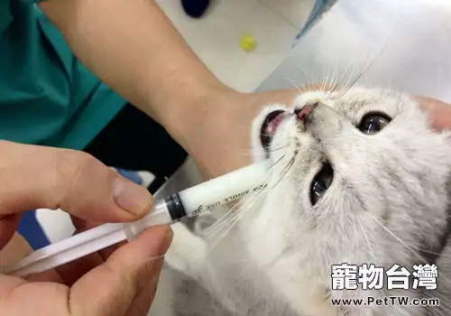 在哪些情況下貓咪不能打疫苗