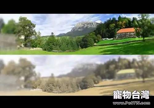 貓咪的視覺小知識