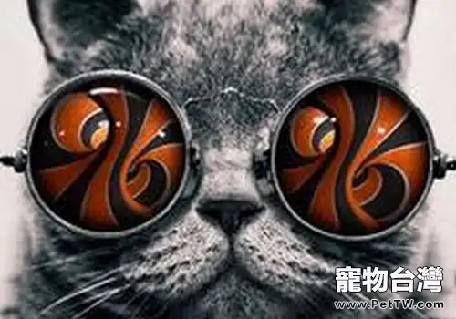 貓咪的視覺小知識