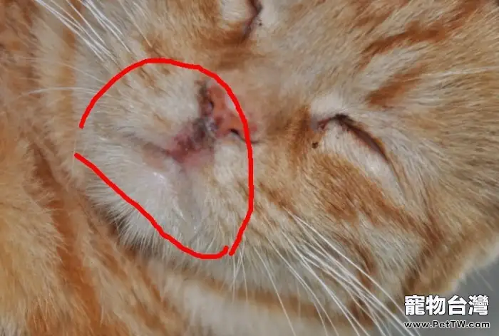 貓杯狀病毒的診斷與治療